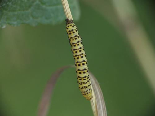 Réf. 236 579 : Cucullia lychnitis
